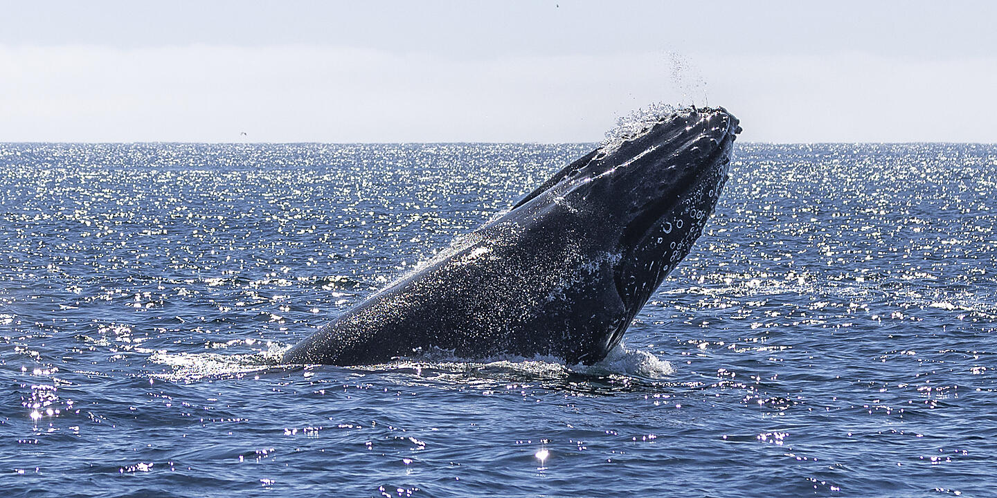 Baja and the Sea of Cortez: In Search of the Great Whales – with Smithsonian Journeys