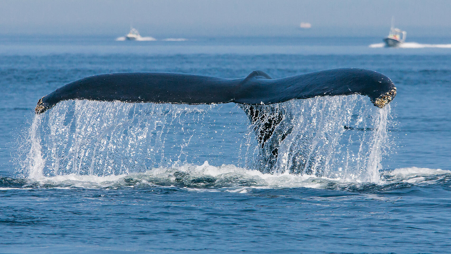 Exploration from Greenland to Canada via Saint Pierre and Miquelon Exploration from Greenland to Canada via Saint Pierre and Miquelon