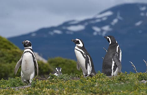 16 Mar 28 - Camarones