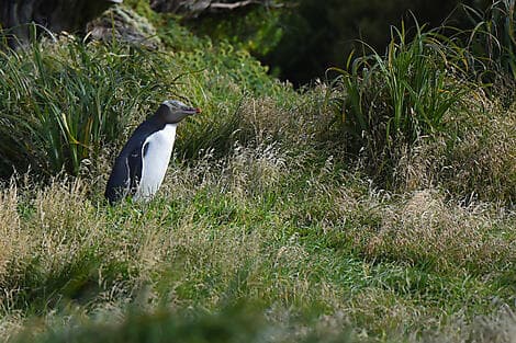 2 Jan 27 - Enderby Island, Auckland Islands