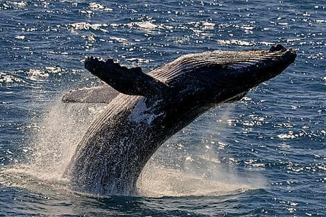 18 Aug 27 - Húsavík