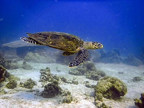 10 Mar 26 - Nosy Tanikely