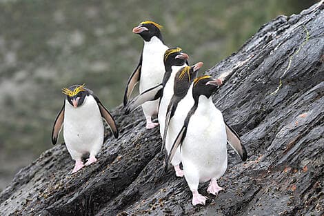 4 Jan 27 > 5 Jan 27 - Macquarie Island