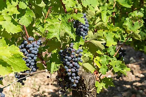 1 Oct 26 - Pauillac