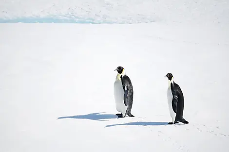 23 Dec 25 > 24 Dec 25 - The Weddell Sea exploration