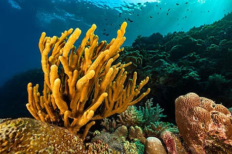 15 Nov 26 - Barat Daya Islands