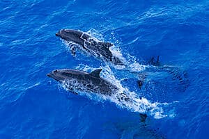 Dolphin watching expedition