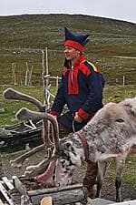 Reindeer and Sami experience