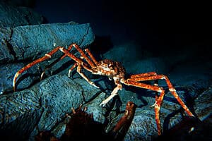 King Crab safari