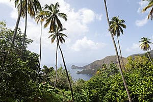 Ziplining in Saint Lucia's forest