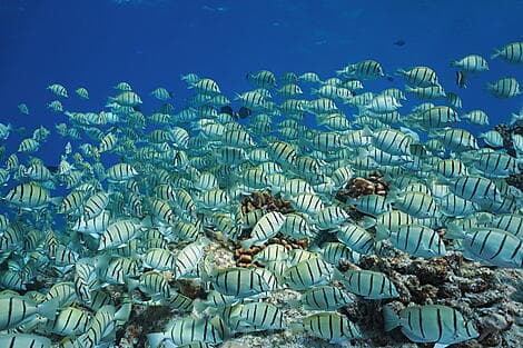 6 Oct 26 - Makatea, Tuamotu Islands
