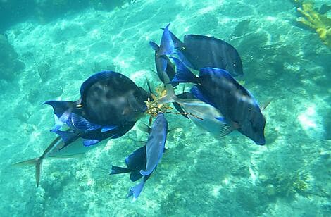 22 Dec 26 - Norman Island