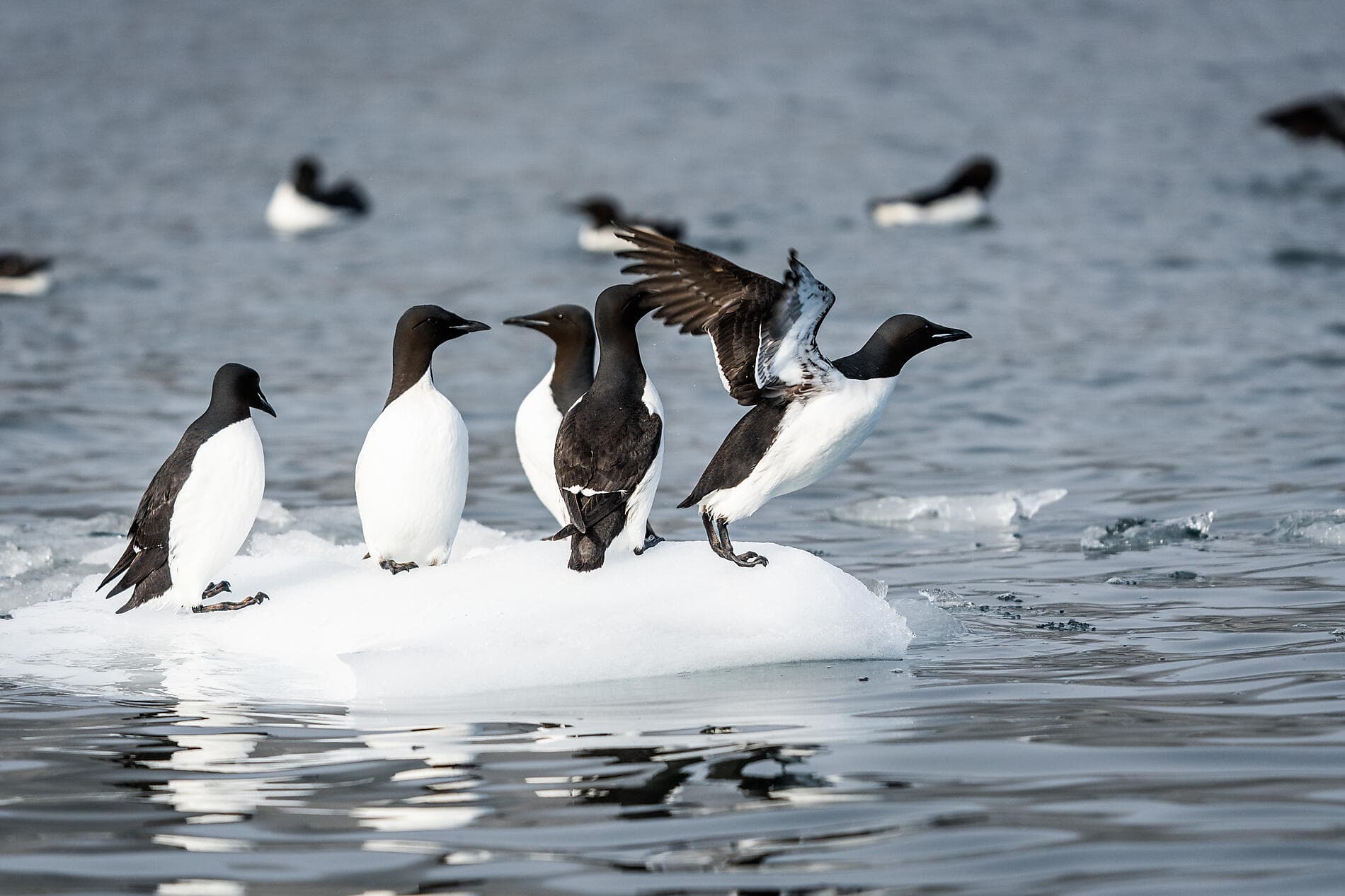 In the ice of the Arctic, from Greenland to Svalbard ©StudioPONANT-Morgane Monnere