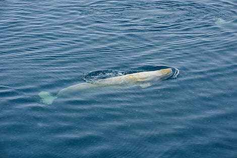 17 Feb 27 - Sailing Saint Lawrence Gulf