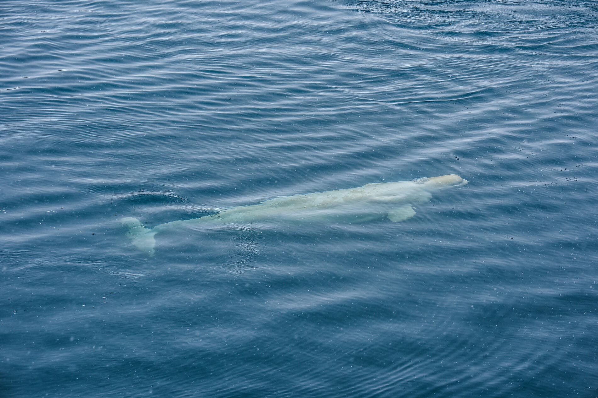 In the heart of the Northwest Passage