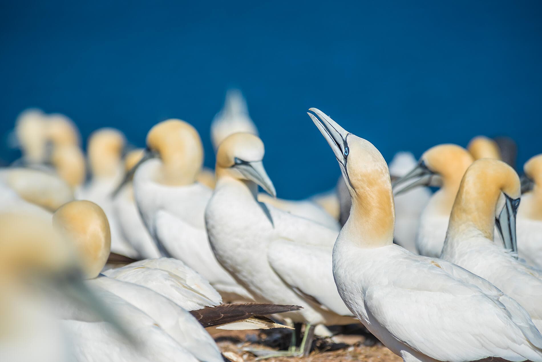 From Québec to the Big Apple: nature & remarkable cities 