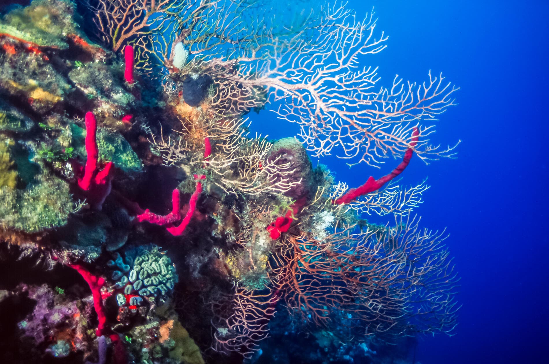 Natural sanctuaries & Caribbean encounters 