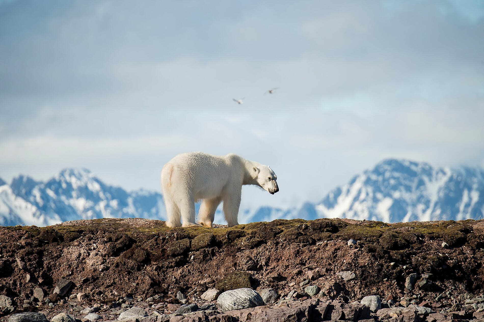 From Svalbard to Iceland: A Polar Odyssey 