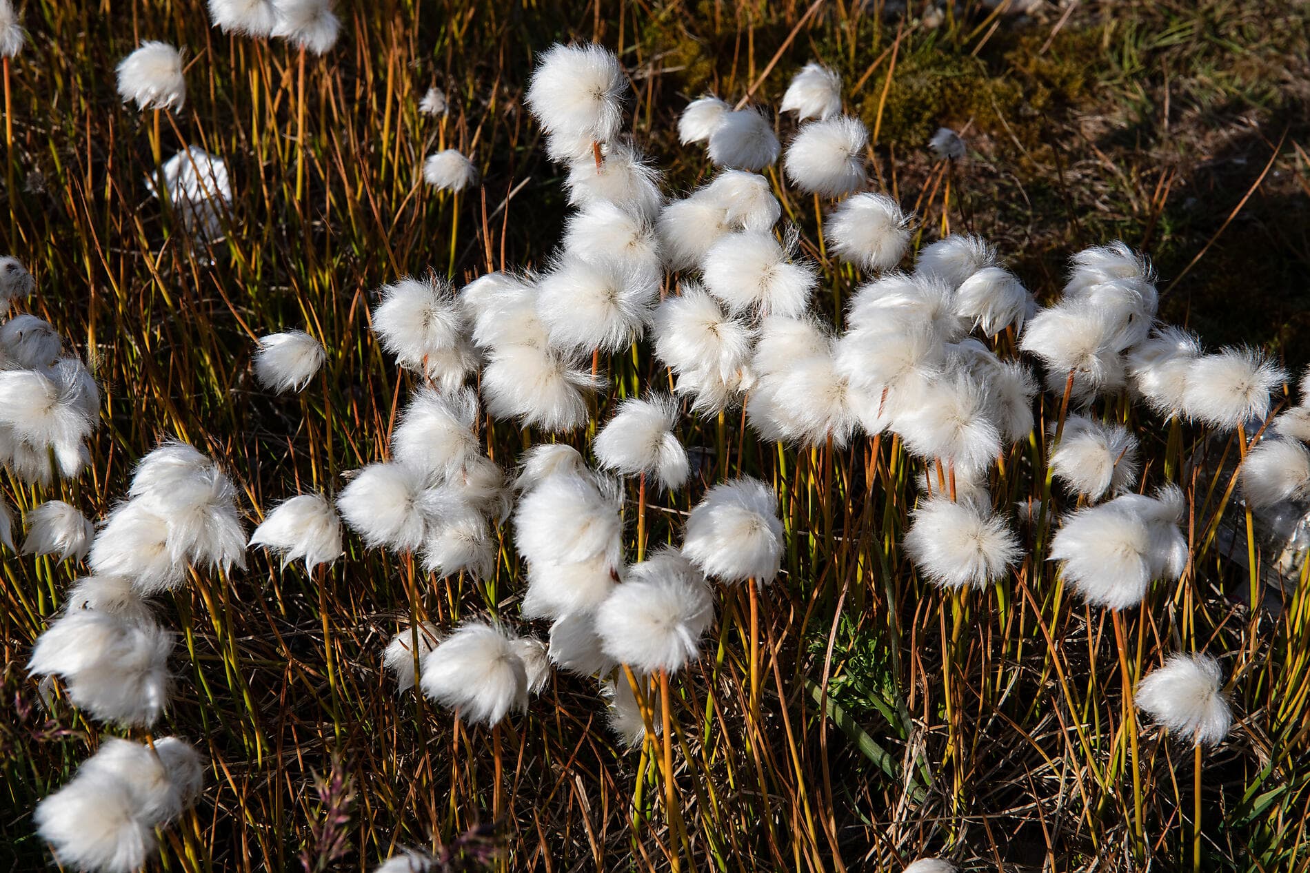 From Svalbard to Iceland: A Polar Odyssey 