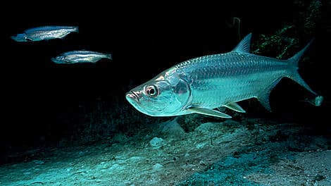 18 Jan 26 - Kere, Bijagos