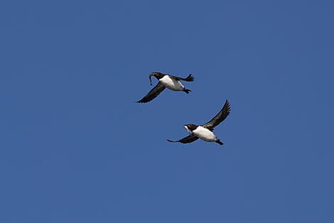 10 Jun 26 - Sailing in the Hinlopen Strait
