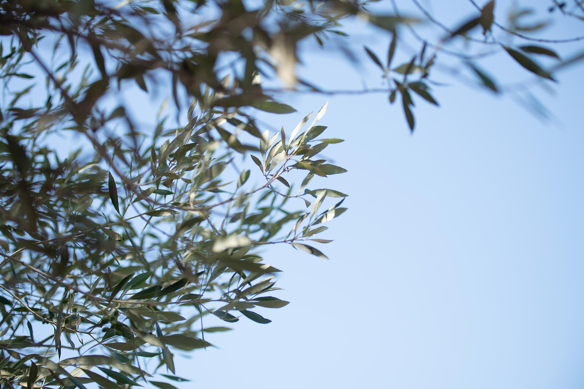 Corsican shores, under Sail Aboard Le Ponant 
