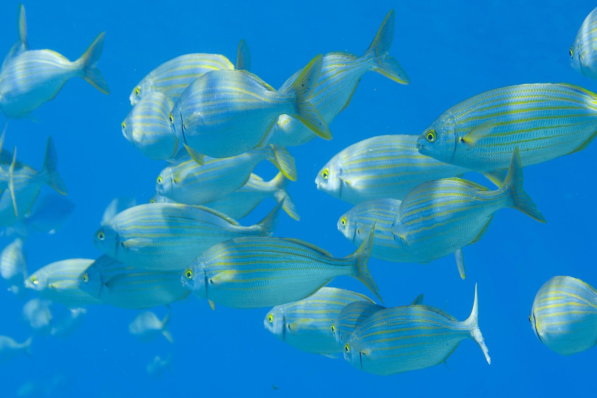 The great Corsican loop 