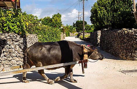 26 Feb 26 - Taketomijima