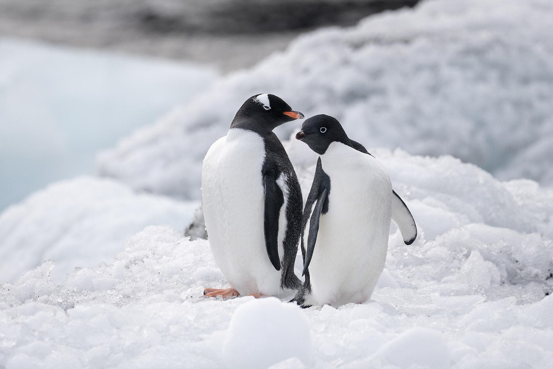 Scott & Shackleton’s Antarctic - Ross Sea Expedition