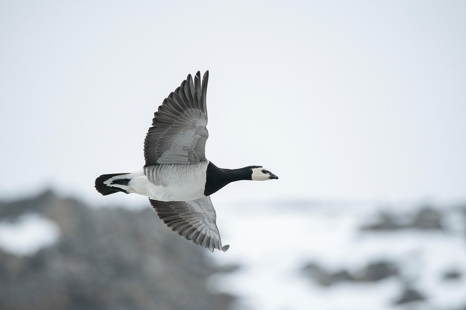Polar Nights: From the North Cape to Spitsbergen 