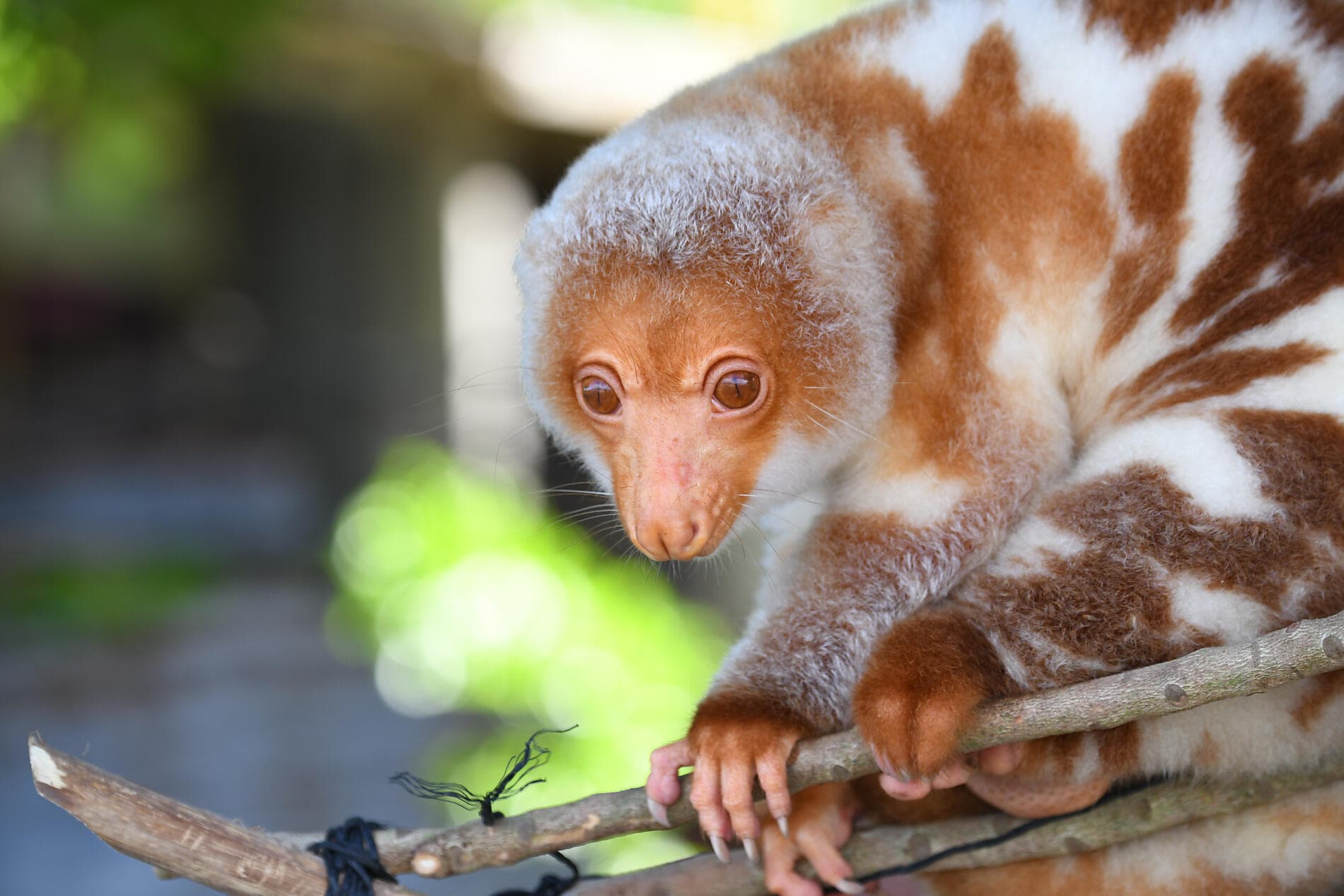 An escapade in the heart of Melanesia 
