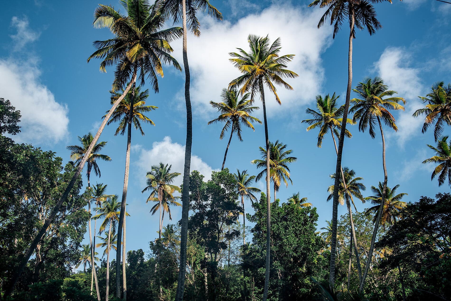 Gliding the Waters of the Windward Islands