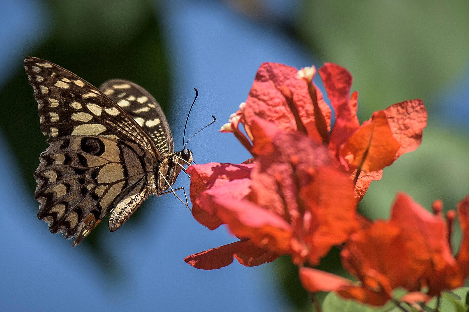 Tropical Odyssey between Indonesia and North East Australia