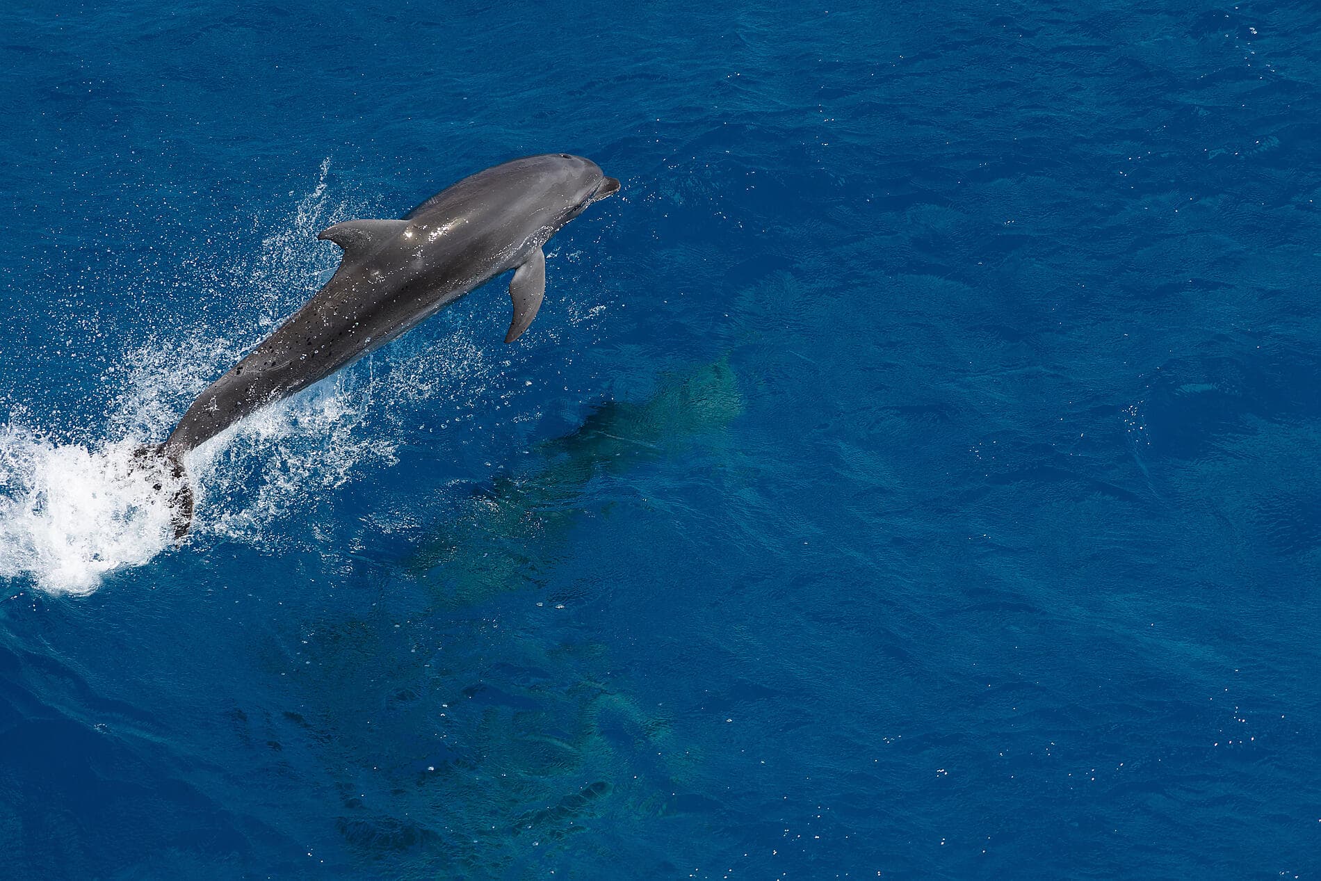 Polynesian Bliss: Marquesas, Tuamotu and Society Islands 