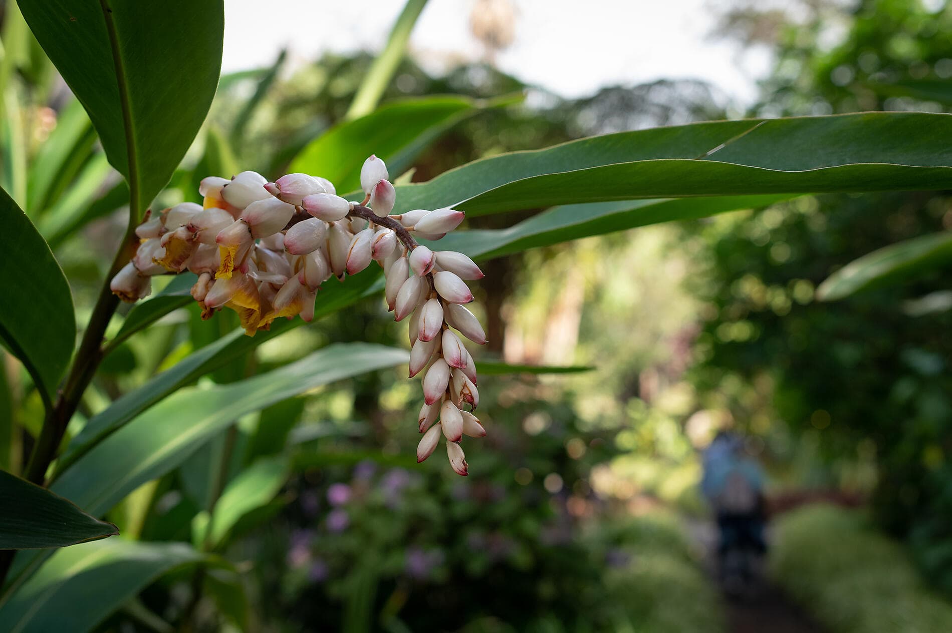 11th annual Piano Festival at Sea 