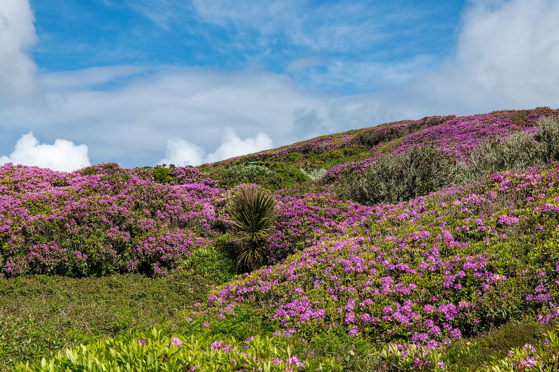British archipelagos and Celtic shores 