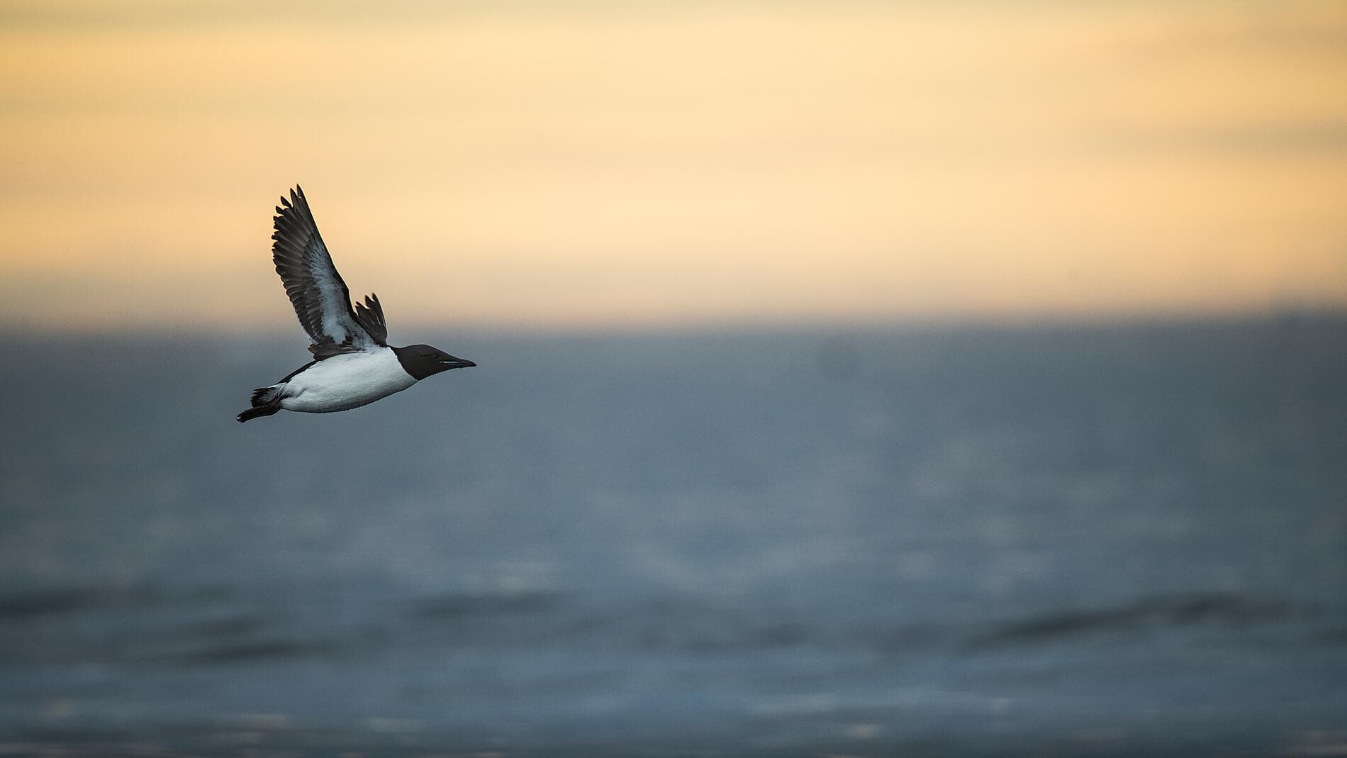 Fjords and glaciers of Spitsbergen  