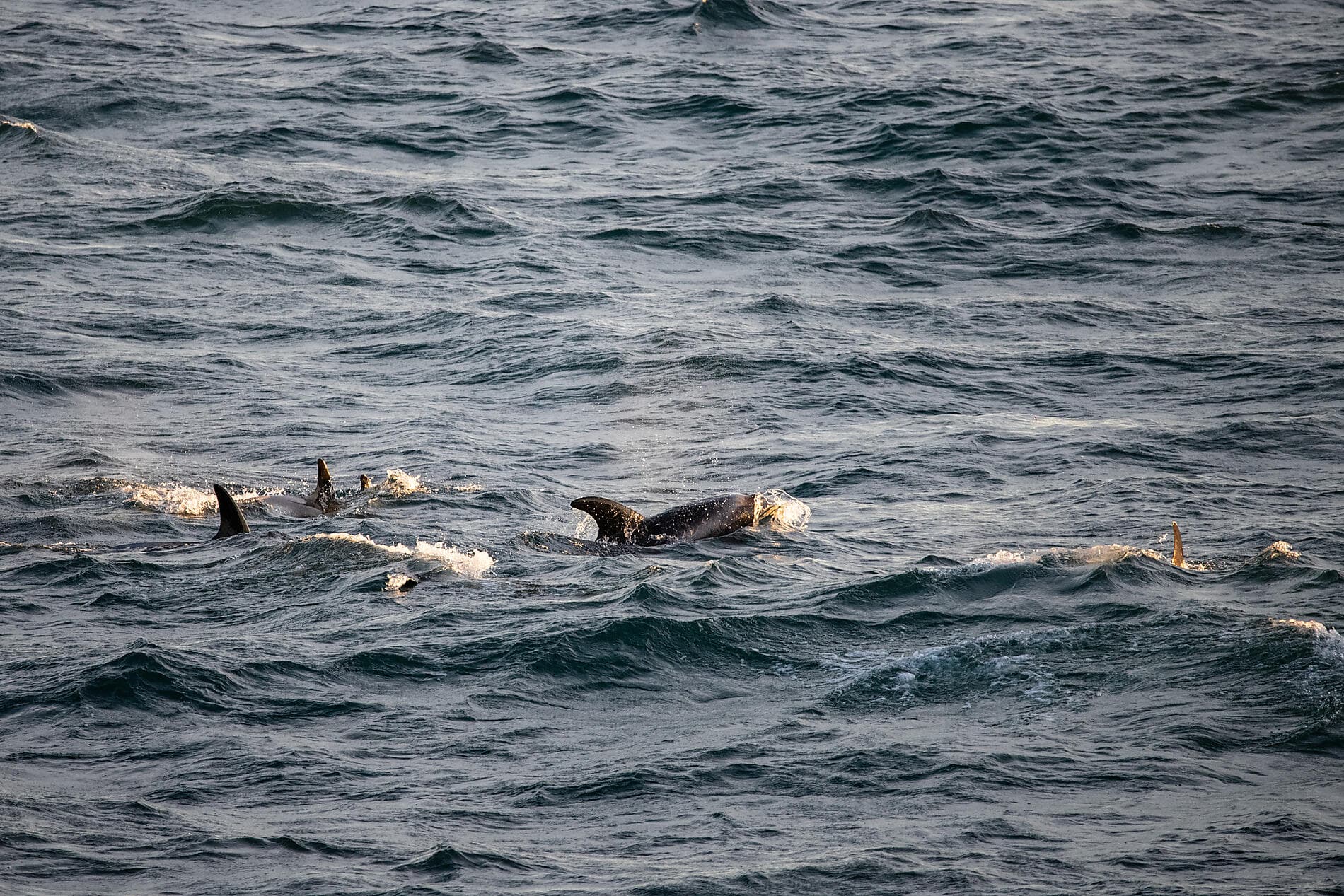 The Geographic North Pole and the east coast of Greenland  