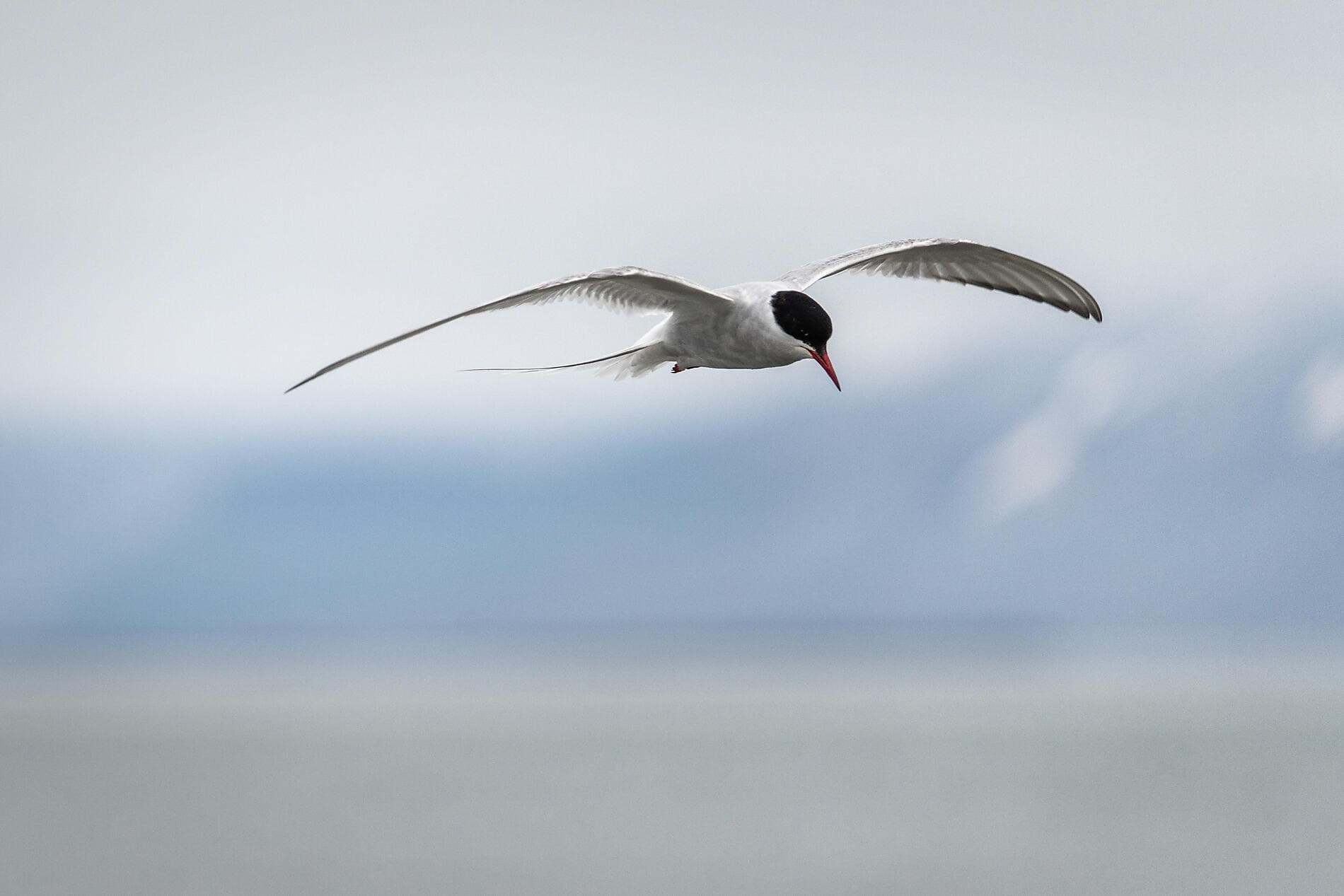 The Geographic North Pole