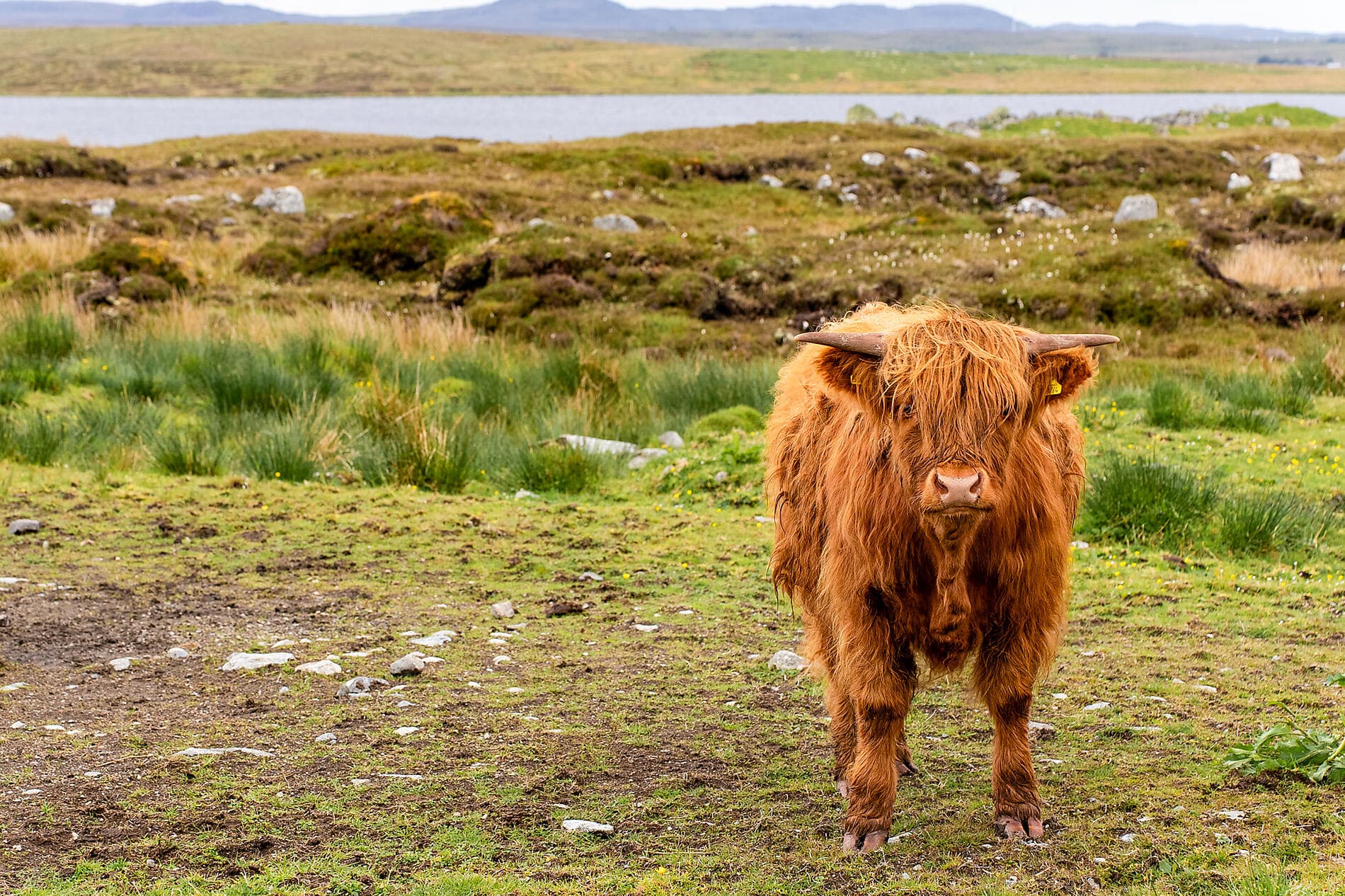 The wild archipelagos of the North Atlantic  