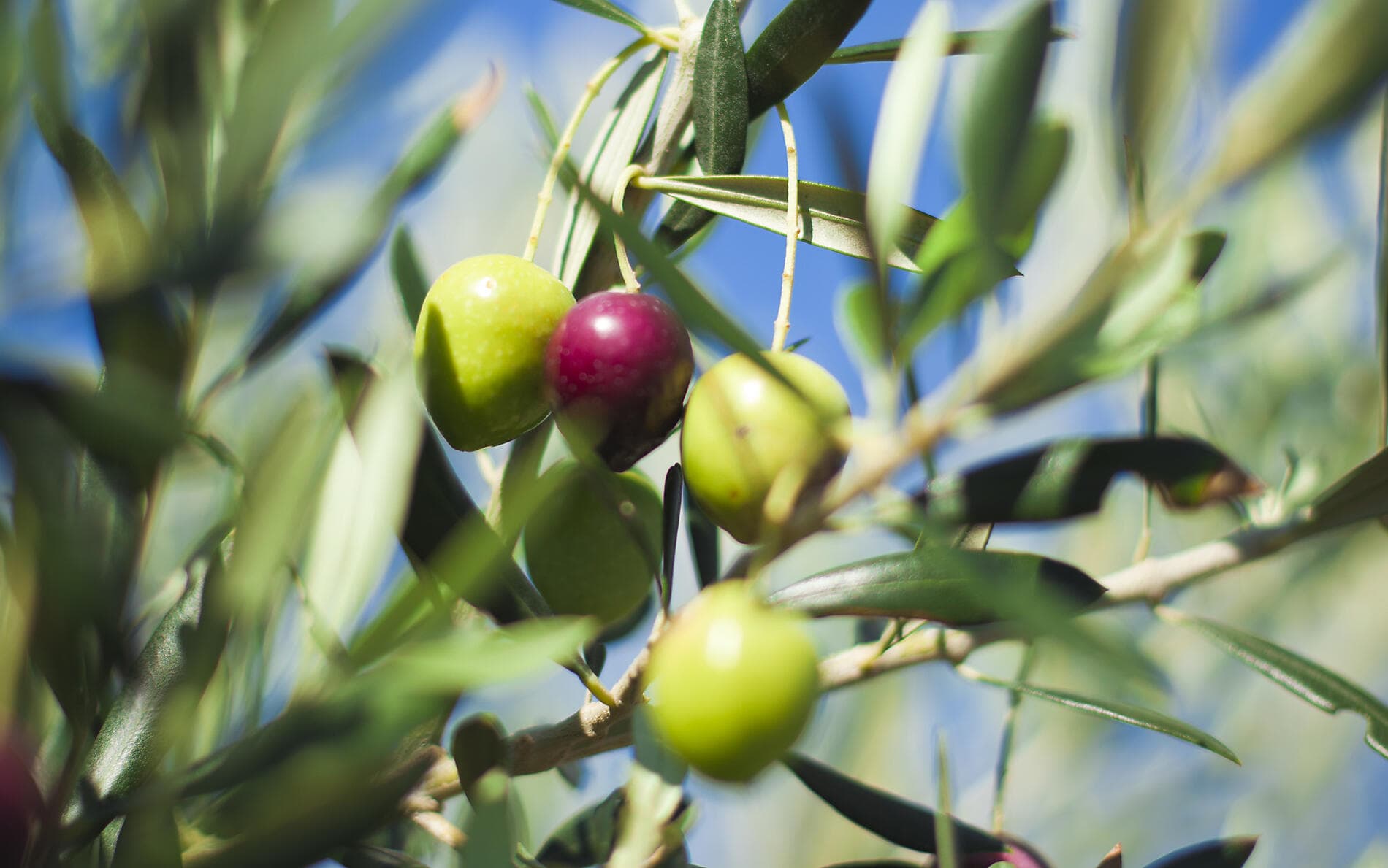 Under Sail from Sicily to the Greek Islands 