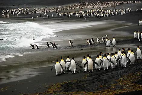 11 Feb 27 - Macquarie Island