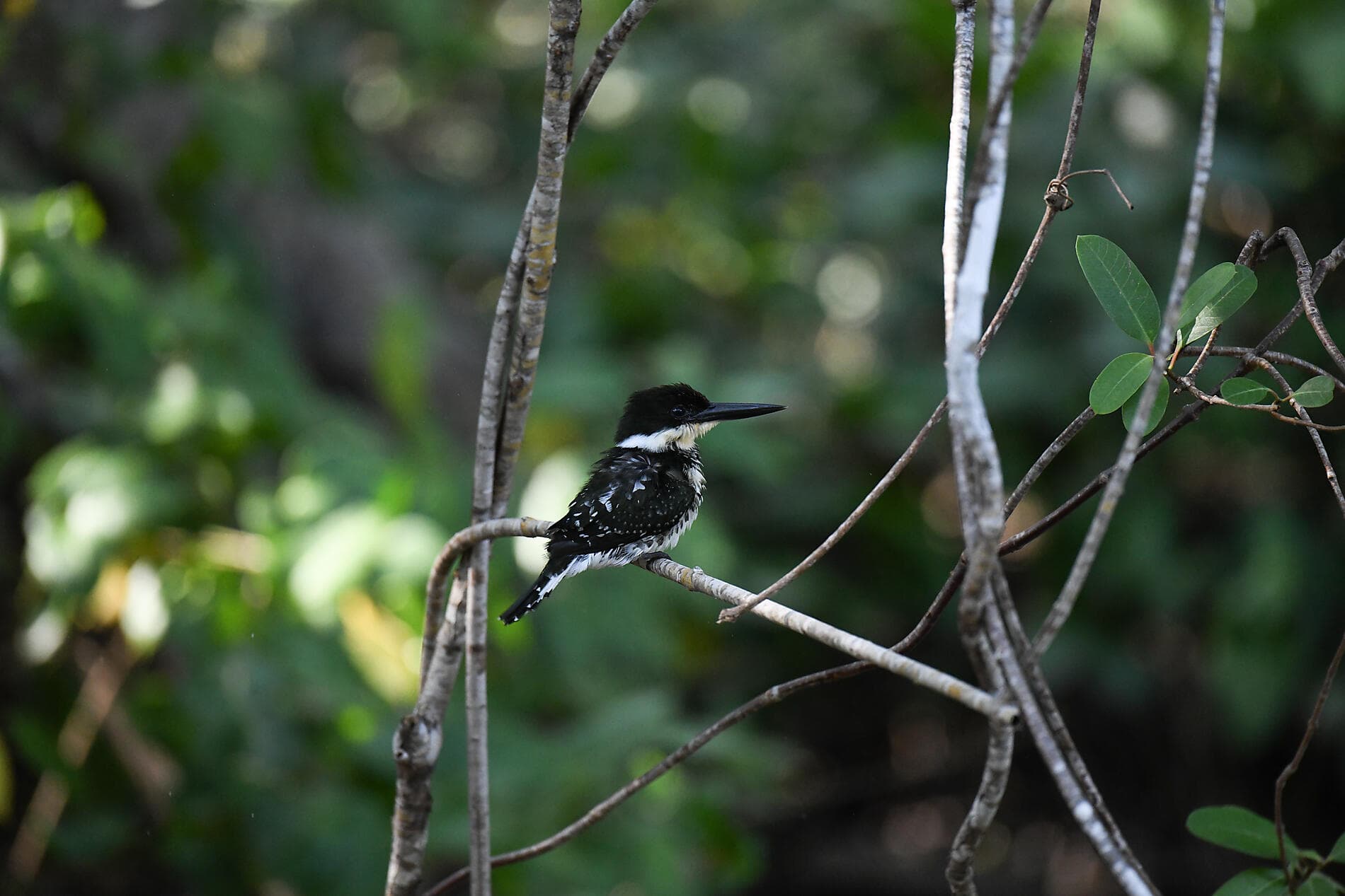 From Panama’s wild beauty to Peruvian shores 