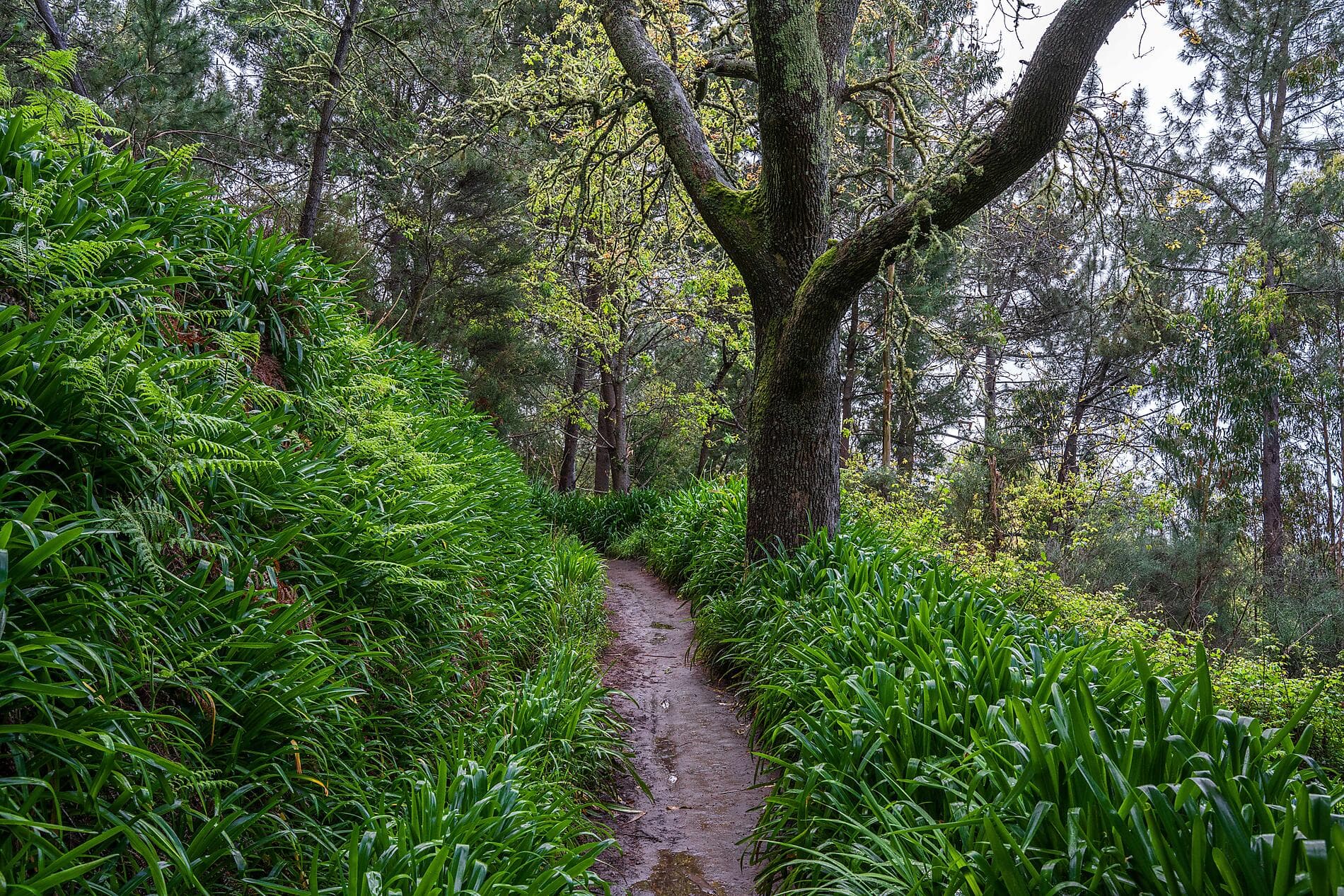 Madeira and the Azores
