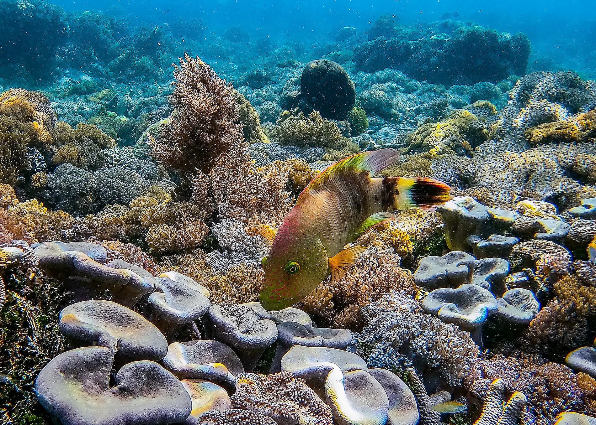 Tropical Indonesian Odyssey 