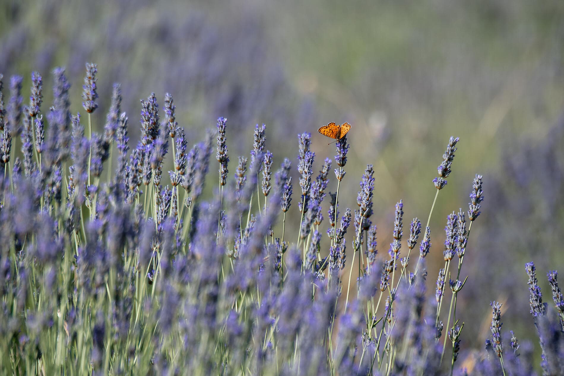 6th Opera Festival at Sea, with Benjamin Bernheim 
