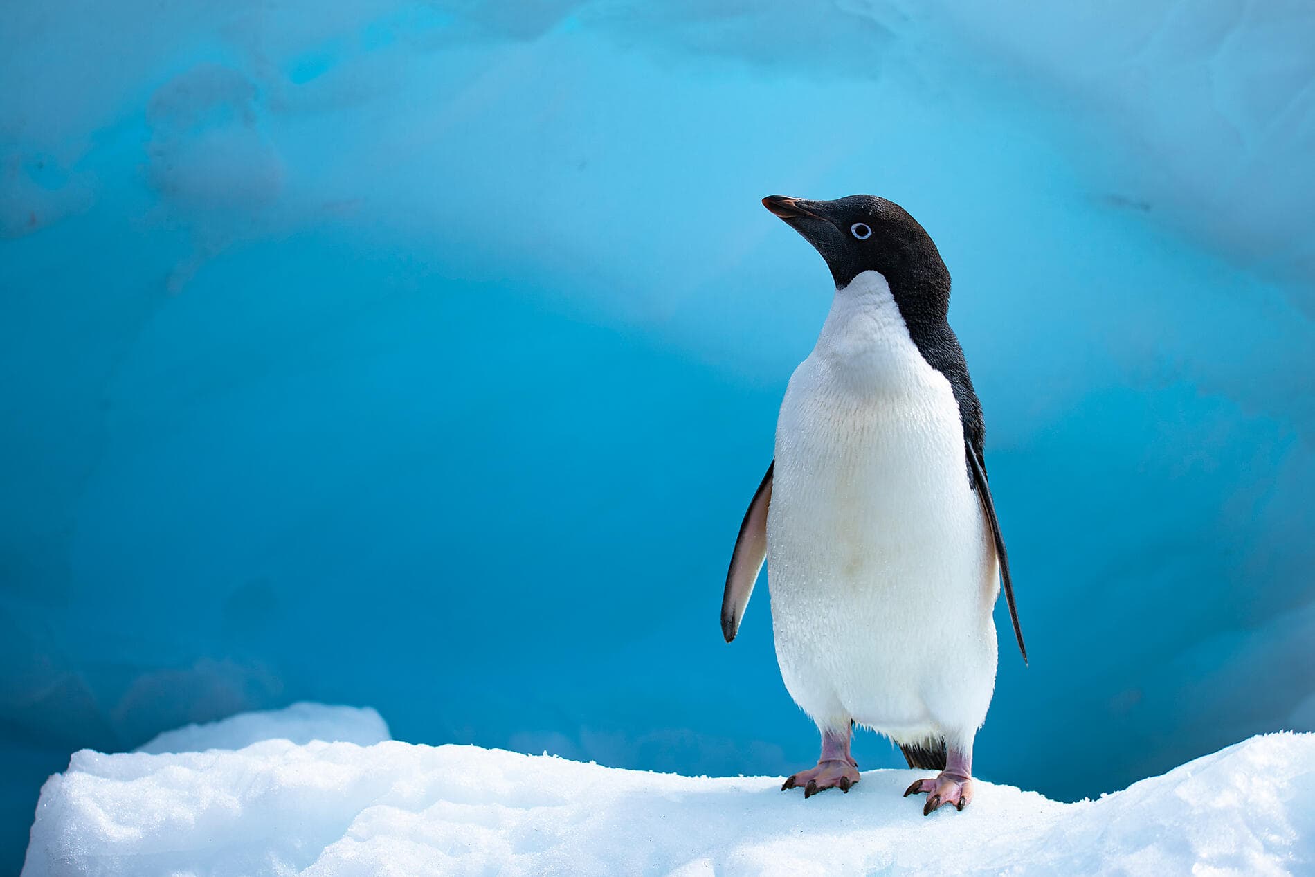 The Emperor Penguins of Weddell Sea 