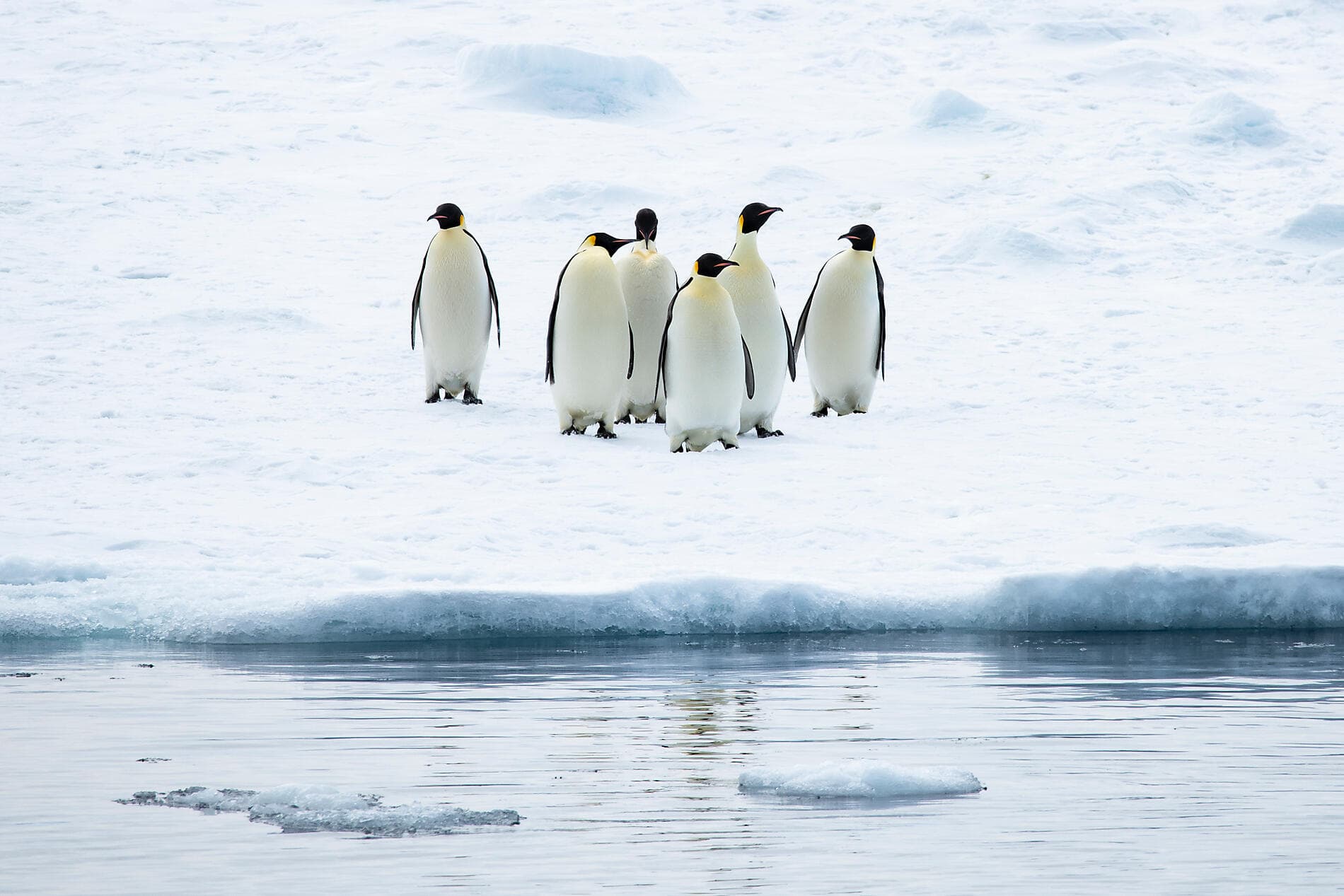 The Emperor Penguins of Weddell Sea 
