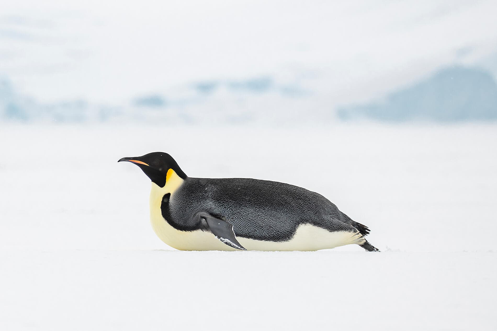 Beyond the Antarctic Circle – In the Wake of Jean-Baptiste Charcot 