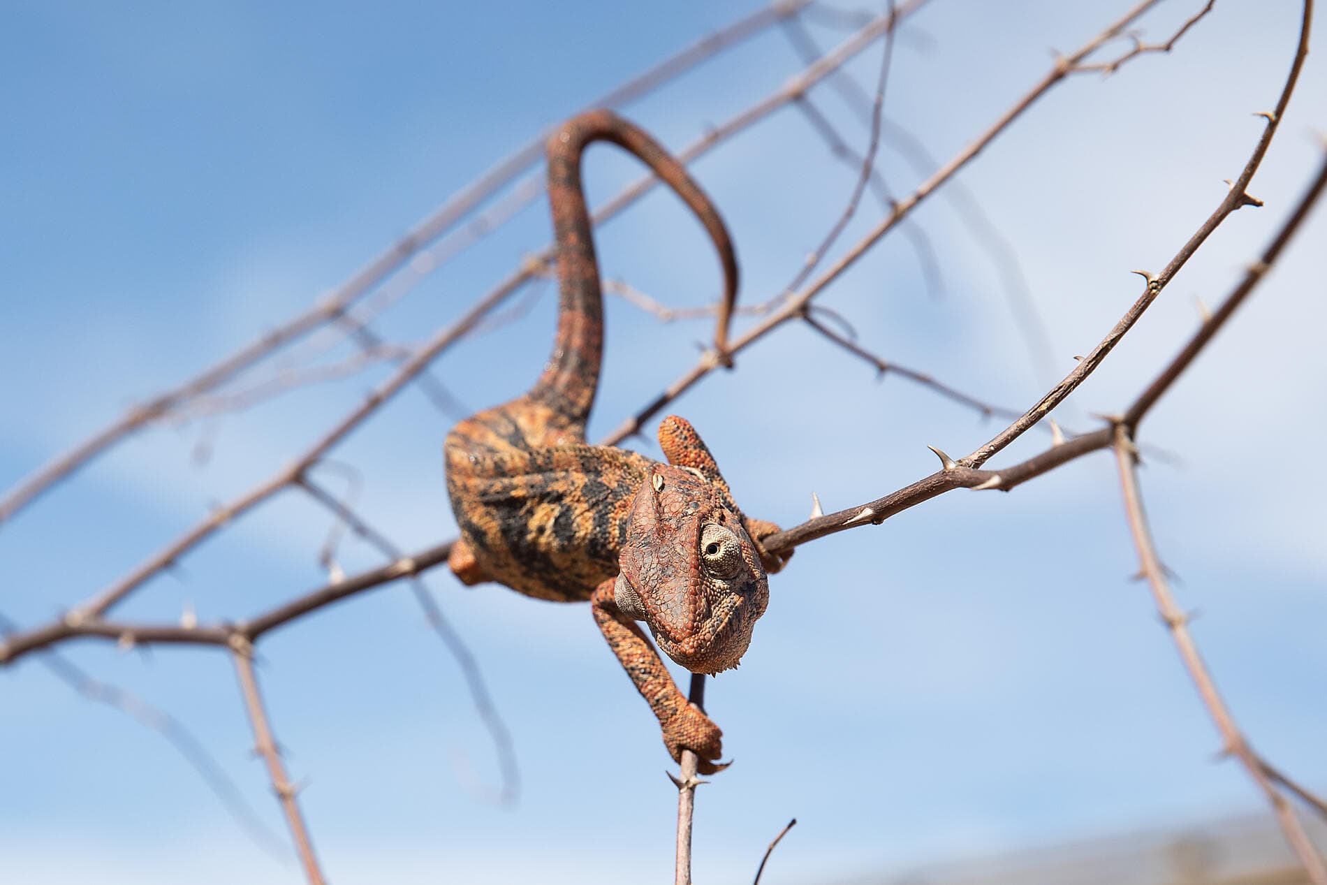 Madagascar & South Africa 